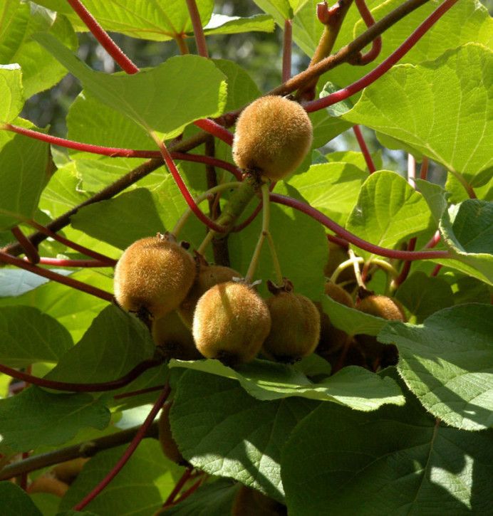 Selbstfruchtende Kiwi Boskoop 60-80cm - Actinidia chinensis in Bad Zwischenahn