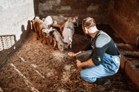 Mitarbeiter (m/w/d) in der Schweinezucht gesucht !!! Baden-Württemberg - Riedlingen Vorschau