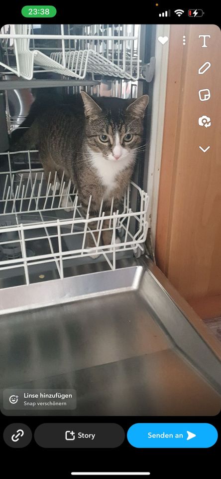 Suche meinen Kater aus Mutterstadt in Mutterstadt