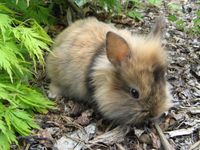 Löwenköpfchen sowie Zwergkaninchen aus liebe voller Hobbyzucht Baden-Württemberg - Durlangen Vorschau