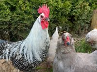 Bruteier, Blauleger Lavender araucana, Brakel  Mix Baden-Württemberg - Laichingen Vorschau