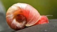 Planorbella duryi ( Posthornschnecken rosa,rot, blau, braun) Niedersachsen - Schöningen Vorschau