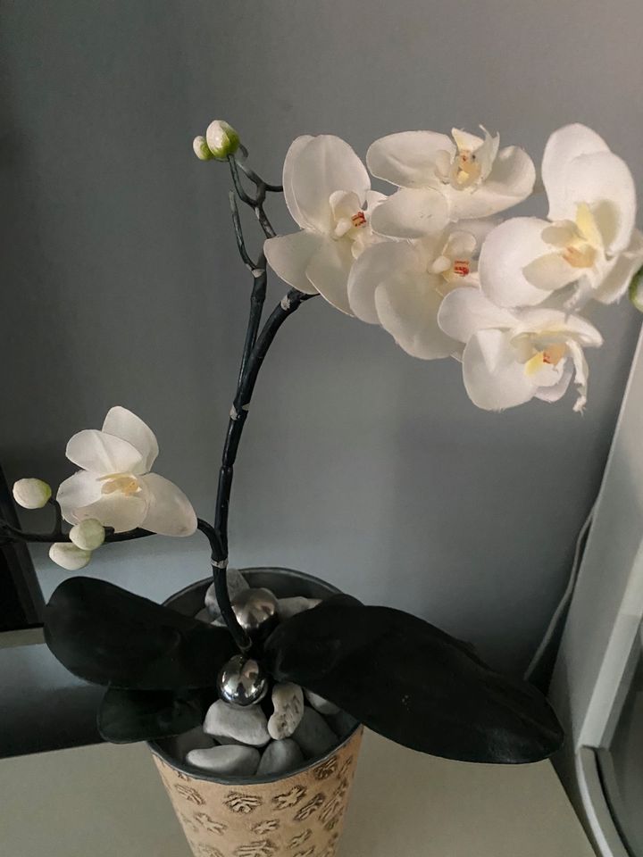 Orchidee groß, NEU‼️Hingucker ‼️Super-Deal, UNIKAT ‼️ in Melle