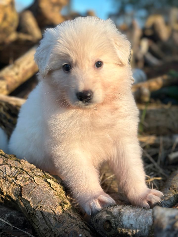 Weiße Schäferhunde Welpen - Langstockhaar & Stockhaar in Schrum