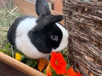 Mini Lop * Farbenzwerg * Minilop Sachsen - Bad Dueben Vorschau