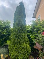 Thuja Baum Bayern - Pfarrkirchen Vorschau