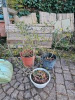 Ligustrum Pflanzen im Topf Heckenpflanze Baden-Württemberg - Besigheim Vorschau