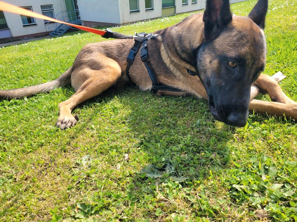 AREPA Schäferhund Malinois Mischling Hündin Tierschutz Hund in Kassel