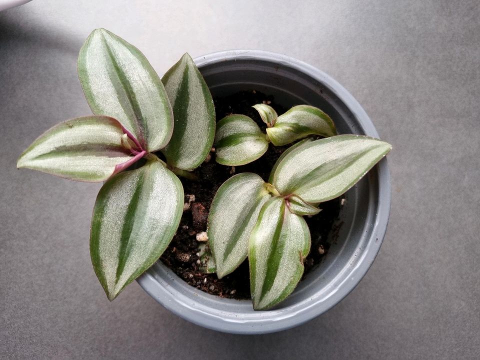 Stecklinge Zebrakraut - Tradescantia zebrina silver plus *Ableger in Sarstedt