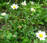 Margeriten (Leucanthenum) Niedersachsen - Weyhe Vorschau