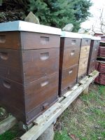 Bienenvölker in der DNM Beute Sachsen - Wurzen Vorschau