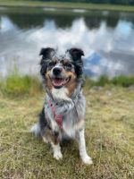 Australian Shepherd, Aussie Bayern - Mühlhausen i.d. Oberpfalz Vorschau