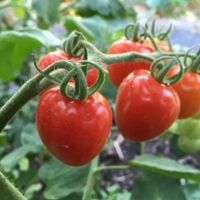 Tomate Taubenherz Sortenfest Rostock - Kröpeliner-Tor-Vorstadt Vorschau