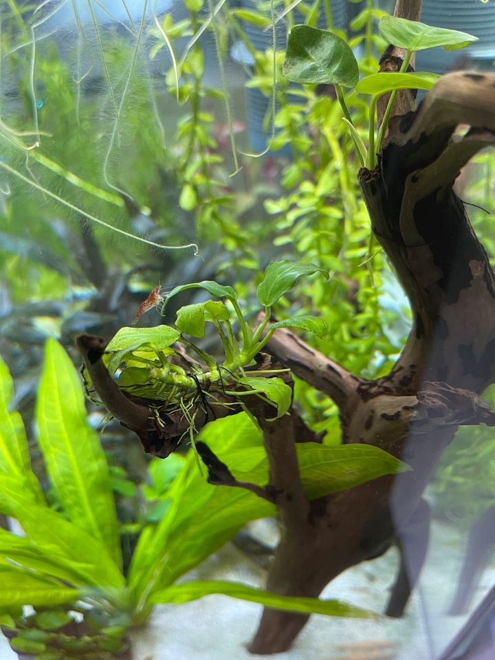 Anubias barteri var. Nana / Wasserpflanze / Aquarium in Mainz