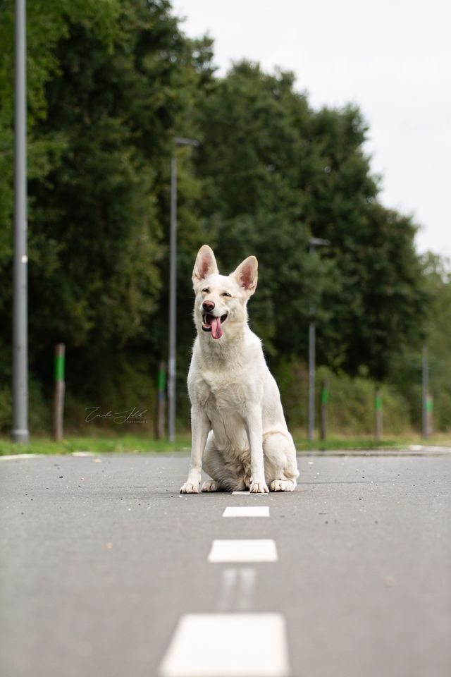 Hundefotografie Hund Fotoshooting in Rendsburg
