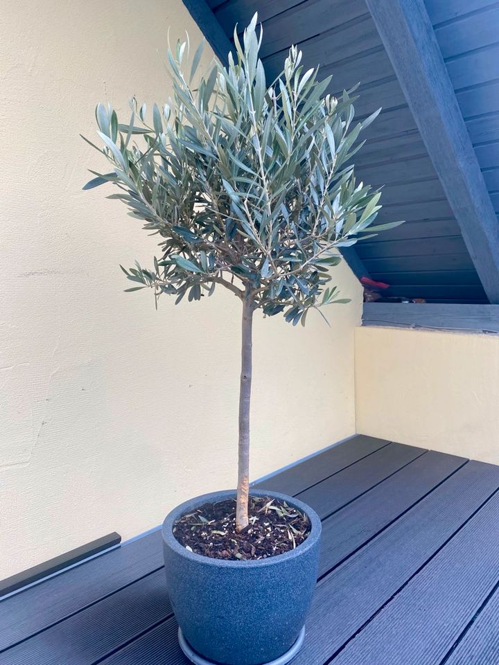 ✅NEU✅Olivenbaum Stamm Olive 80 - 180cm Olea Europaea Baum 5 in Bad Soden am Taunus