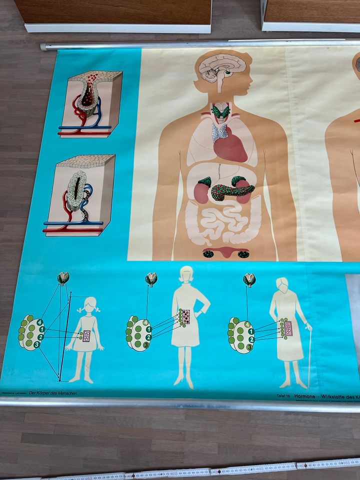 Altes Lehrmittel Plakat Tafel Anatomie Hormone Medizin in Hagen