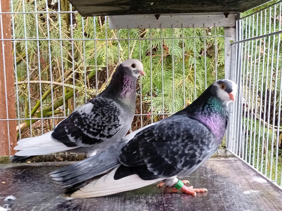 Hochflieger Tauben in Knittlingen