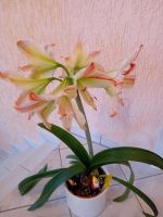 Amaryllis in Blüte weiß-rot ohne Übertopf&Deko Hessen - Mücke Vorschau