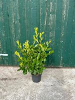 Kirschlorbeer Rotundifolia  70/80cm schnellwachsend Niedersachsen - Filsum Vorschau