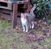 Katze Olivia vermisst Niedersachsen - Jesteburg Vorschau