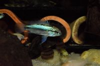 Apistogramma Trifasciata Harem Hessen - Langen (Hessen) Vorschau