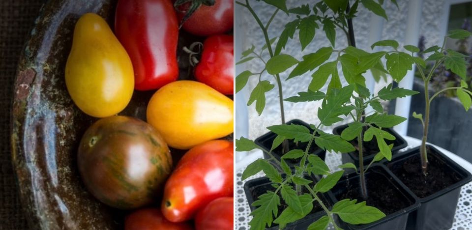 Bunte Tomatensetzlinge Tomaten Setzling Pflanze Balkon Garten Mix in Freiburg im Breisgau