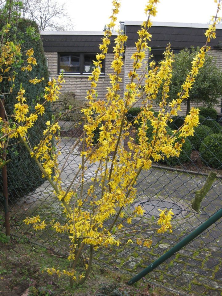 Forsythien (Forsythia) Goldglöckchen Strauch Frühjahrsblüher in Dorsten