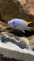 Suche Malawi Fische Niedersachsen - Leezdorf Vorschau