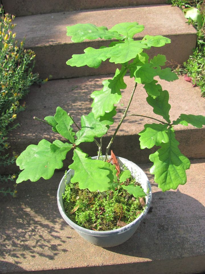 Eiche Baum frosthart in Troisdorf