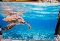 Acrylbild WasserSchildkröte TOPZustand 100x70 Niedersachsen - Sehnde Vorschau
