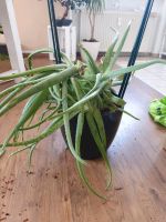 Aloe Vera Pflanze mit Übertopf Hessen - Rodgau Vorschau