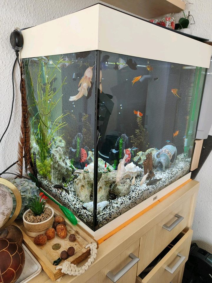 Aquarium Juwel komplett in Haldensleben