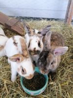 Kaninchen zu verkaufen Baden-Württemberg - Frankenhardt Vorschau
