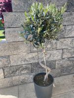 Olivenbaum Olea Europaea Spirale winterhart viele Blüten Bayern - Hauzenberg Vorschau