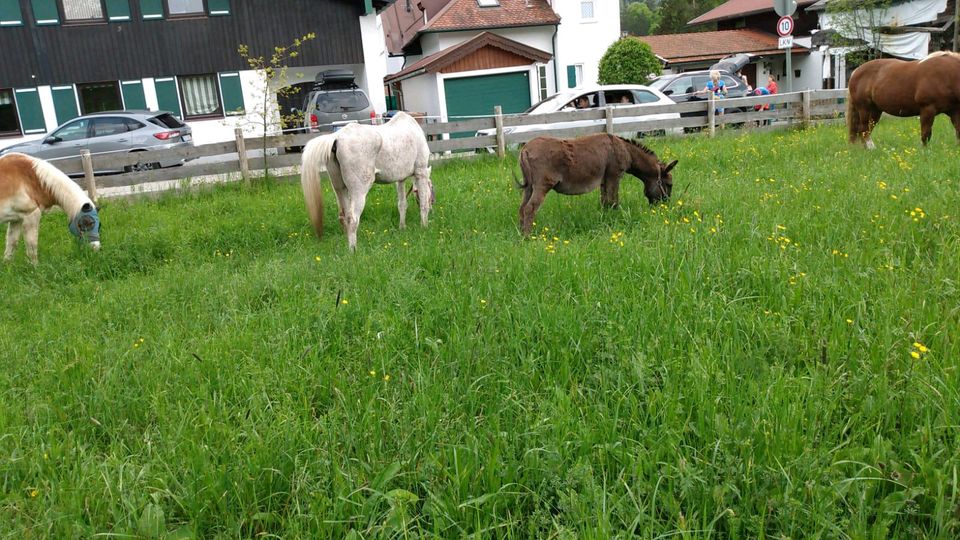 Großer Garten oder Wiese - keine Lust zum Mähen? in Schliersee