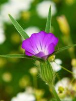 Saatgut/Samen - Kornrade (Agrostemma githago) Nordrhein-Westfalen - Viersen Vorschau