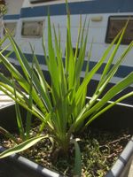 winterharte Yucca Yucca filamentosa Colour Guard selbst gezogen Baden-Württemberg - Weil der Stadt Vorschau