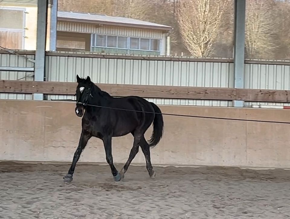 Physiotherapeutisches Training für Pferde in Argenschwang