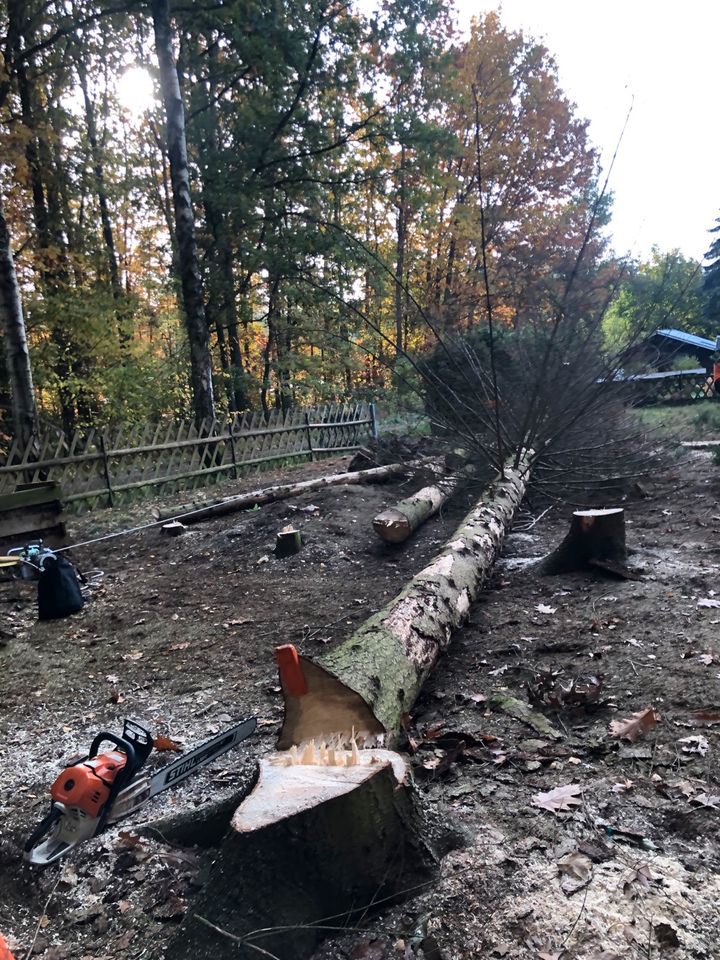 Hecke schneiden, Pflasterarbeiten, Zaunbau, Baumfällarbeiten in Hartha