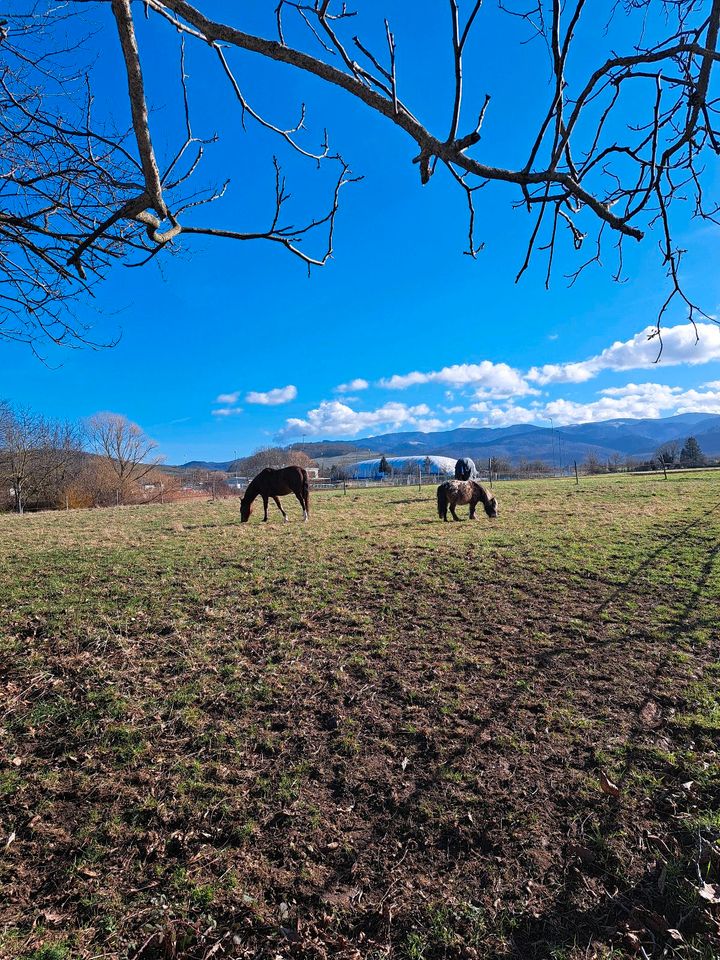 Offenstallplatz für Shetty/Pony Wallach bis 1,30 in Ehrenkirchen