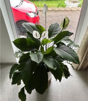 Spathiphyllum Pflanze Nordrhein-Westfalen - Kürten Vorschau