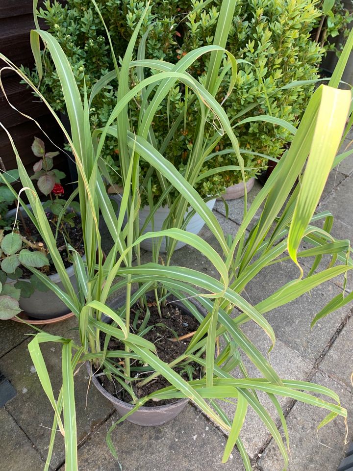 Bambus Pflanze Gemines Zuckerrohr inkl. Größe Topf mit in München