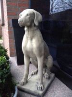 ‼️Pointer Weimaraner Vizsla Kurzhaar Ridgeback Windhund Jagdhund Düsseldorf - Lohausen Vorschau