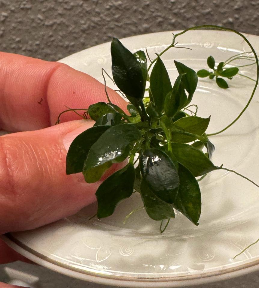 Wasserpflanzen  "Anubias"  Bucephalandra, Moose, verschiedene Art in Ehningen