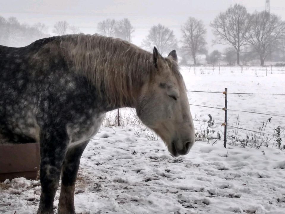 Tolle, sportliche Kaltblut-Stute, Percheron in Heist