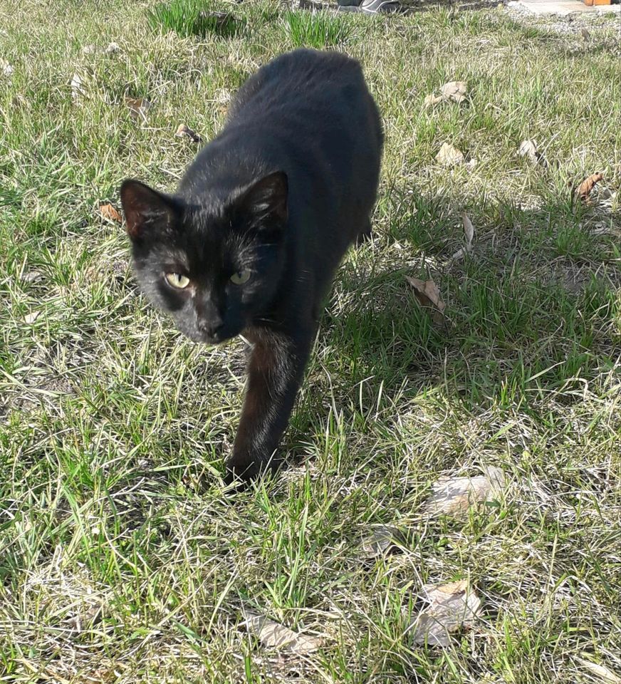 Kater, Kitten, EKH, kastriert ❤️ Stuart ❤️ in Jessen (Elster)