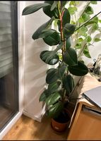 Zimmerpflanze - Ficus elastica Nordrhein-Westfalen - Coesfeld Vorschau