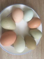 Bruteier, Hühner, schwedische Blumenhühner,Eier,Grünleger Sachsen - Oederan Vorschau