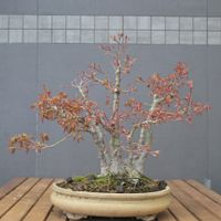 Fächerahorn Bonsai (Acer palmatum Yamamomiji) Japan Import Saarbrücken-West - Klarenthal Vorschau